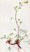 Vegetazione spontanea Artemisia laxa